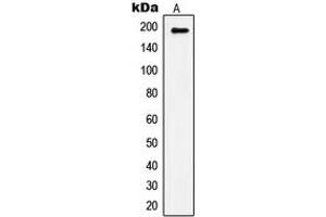 Western blot analysis of IRS1 (pS1101) expression in HepG2 insulin-treated (A) whole cell lysates. (IRS1 抗体  (C-Term, pSer1101))