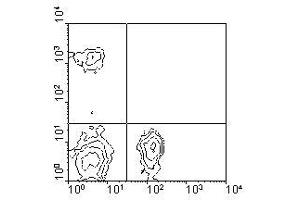 Image no. 1 for anti-CD4 (CD4) antibody (ABIN135500) (CD4 抗体)