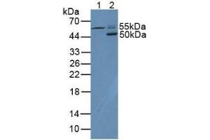 Western blot analysis of (1) Human HL-60 Cells and (2) Mouse Spleen Tissue. (CD4 抗体  (AA 26-396))