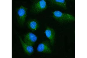 IF analysis of RALBP1 using anti-RALBP1 antibody (ABIN7600800). (RALBP1 抗体  (AA 239-506))