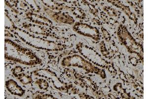 ABIN6273277 at 1/100 staining Human kidney tissue by IHC-P. (OBFC2A 抗体  (Internal Region))