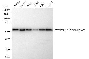 Western blotting analysis using Phospho-Smad2 (S250) antibody (ABIN7800370). (Recombinant SMAD2 抗体  (pSer250))