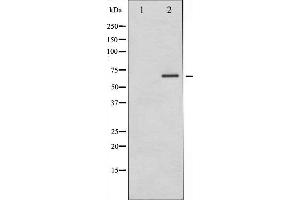 Western blot analysis of PAK1 phosphorylation expression in etoposide treated 293 whole cell lysates,The lane on the left is treated with the antigen-specific peptide. (PAK1 抗体  (pThr212))