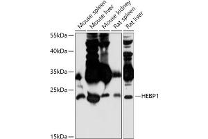 Western blot analysis of extracts of various cell lines, using HEBP1 antibody (ABIN7267603) at 1:1000 dilution. (HEBP1 抗体  (AA 1-171))