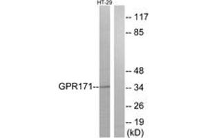 Western blot analysis of extracts from HT-29 cells, using GPR171 Antibody. (GPR171 抗体  (AA 181-230))