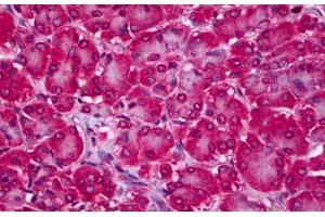Anti-RTKN2 antibody IHC staining of human pancreas. (RTKN2 抗体  (AA 1-164))