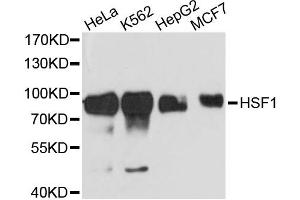 Western blot analysis of extracts of various cell lines, using HSF1 antibody. (HSF1 抗体)