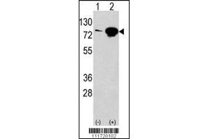 Western blot analysis of anti-EIF4B Antibody Pab in 293 cell line lysates transiently transfected with the EIF4B gene (2ug/lane). (EIF4B 抗体  (AA 353-382))