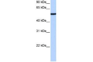 CBX2 抗体  (N-Term)