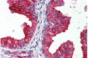 Anti-CYB5A / Cytochrome b5 antibody IHC staining of human prostate. (CYB5A 抗体  (AA 1-135))
