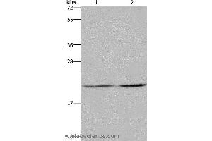 Western blot analysis of A549 and Hela cell, using ASF1A Polyclonal Antibody at dilution of 1:1200 (ASF1A 抗体)
