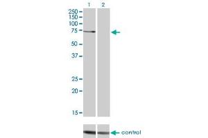 Western blot analysis of PRKCZ over-expressed 293 cell line, cotransfected with PRKCZ Validated Chimera RNAi (Lane 2) or non-transfected control (Lane 1). (PKC zeta 抗体  (AA 165-255))