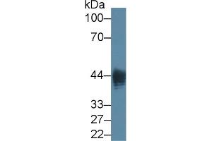 Detection of LPS in Native Lipopolysaccharides using Monoclonal Antibody to Lipopolysaccharide (LPS)