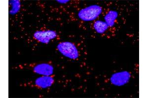 Proximity Ligation Analysis of protein-protein interactions between CD247 and CD3E.