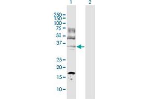 Western Blot analysis of LDHC expression in transfected 293T cell line by LDHC MaxPab polyclonal antibody.