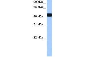 WB Suggested Anti-BCKDK Antibody Titration: 0. (BCKDK 抗体  (N-Term))
