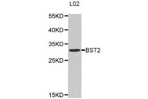 Western Blotting (WB) image for anti-Bone Marrow Stromal Cell Antigen 2 (BST2) antibody (ABIN1871361) (BST2 抗体)