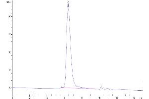 The purity of Human IL-15RA is greater than 95 % as determined by SEC-HPLC.