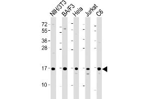 All lanes : Anti-COXIV Antibody at 1:2000 dilution Lane 1: NIH/3T3 whole cell lysate Lane 2: BA/F3 whole cell lysate Lane 3: Hela whole cell lysate Lane 4: Jurkat whole cell lysate Lane 5: C6 whole cell lysate Lysates/proteins at 20 μg per lane. (COX IV 抗体  (AA 115-169))