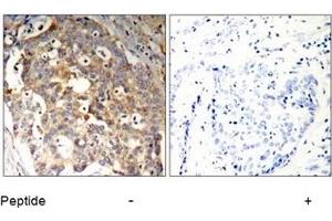 Image no. 1 for anti-Protein-tyrosine Phosphatase 1C (PTPN6) (Tyr536) antibody (ABIN197592) (SHP1 抗体  (Tyr536))