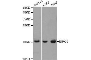 Western blot analysis of extracts of various cell lines, using BIRC5 antibody (ABIN5970737) at 1/1000 dilution. (Survivin 抗体)