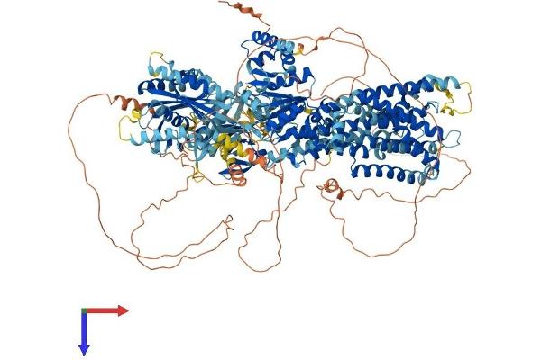 ATP10A Protein (AA 1-1499) (His tag)