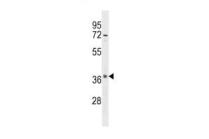 Western Blotting (WB) image for anti-Olfactory Receptor, Family 10, Subfamily S, Member 1 (OR10S1) (AA 226-254), (C-Term) antibody (ABIN5536699)