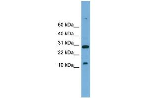 WB Suggested Anti-Tal2 Antibody Titration:  0. (TAL2 抗体  (Middle Region))