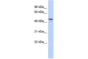 Western Blotting (WB) image for anti-Ectonucleotide pyrophosphatase/phosphodiesterase 6 (ENPP6) antibody (ABIN2459637) (ENPP6 抗体)