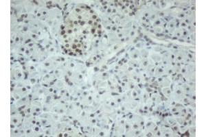 Image no. 2 for anti-Chromobox Homolog 8 (CBX8) (AA 1-260) antibody (ABIN1490663) (CBX8 抗体  (AA 1-260))