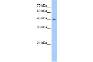PNPLA5 antibody used at 2. (PNPLA5 抗体  (N-Term))