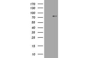 Image no. 1 for anti-Hypoxia Inducible Factor 3, alpha Subunit (HIF3A) (AA 355-669) antibody (ABIN1491447)