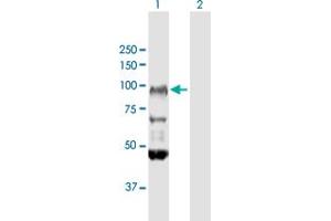 Western Blot analysis of FXR2 expression in transfected 293T cell line by FXR2 MaxPab polyclonal antibody.