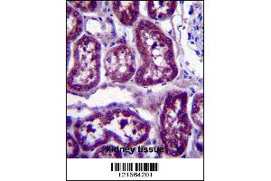 DPYS Antibody immunohistochemistry analysis in formalin fixed and paraffin embedded human kidney tissue followed by peroxidase conjugation of the secondary antibody and DAB staining. (DPYS 抗体  (C-Term))