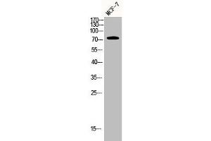 Western Blot analysis of MCF7 cells using AKAP 95 Polyclonal Antibody (AKAP8 抗体  (Internal Region))