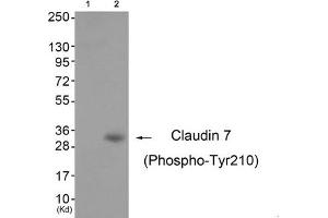 Western blot analysis of extracts from 3T3 cells (Lane 2), using Claudin 7 (Phospho-Tyr210) Antibody. (Claudin 7 抗体  (pTyr210))