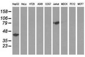 Image no. 2 for anti-Haptoglobin (HP) antibody (ABIN1498580) (Haptoglobin 抗体)