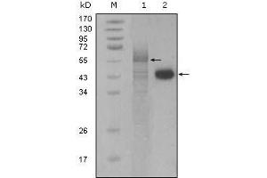Western Blot showing PAR4 antibody used against full-length Trx-Par4 recombinant protein (1) and Hela cell lysate (2). (F2RL3 抗体  (AA 1-330))