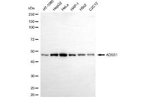 anti-Adenylosuccinate Synthase Like 1 (ADSSL1) antibody