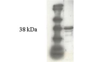Western Blot (10% PAGE) analysis of r-MTGase