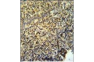 WAS Antibody (Center) (ABIN653830 and ABIN2843097) IHC analysis in formalin fixed and paraffin embedded tonsil tissue followed by peroxidase conjugation of the secondary antibody and DAB staining. (WASP 抗体  (AA 116-144))