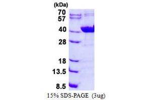 Image no. 1 for NADH Dehydrogenase (Ubiquinone) 1 alpha Subcomplex, Assembly Factor 1 (NDUFAF1) protein (His tag) (ABIN1098436)