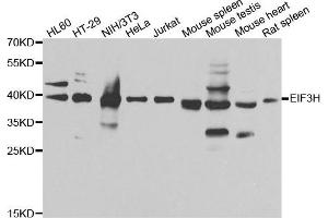 Western blot analysis of extracts of various cell lines, using EIF3H antibody. (EIF3H 抗体)