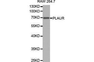 Western blot analysis of extracts of RAW 264. (PLAUR 抗体  (AA 23-305))