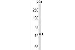 PLK1S1 Antibody (N-term) (ABIN1539476 and ABIN2850045) western blot analysis in 293 cell line lysates (35 μg/lane). (PLK1S1 抗体  (N-Term))