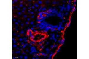 Immunofluorescence of paraffin embedded mouse liver using CD240d (ABIN7075412) at dilution of 1: 500 (500x lens) (RHD 抗体)