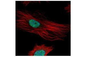 ICC/IF Image Confocal immunofluorescence analysis (Olympus FV10i) of paraformaldehyde-fixed HeLa, using Fibrillarin, antibody (Green) at 1:500 dilution. (Fibrillarin 抗体)