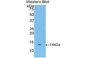 Western Blotting (WB) image for anti-Coagulation Factor VII (F7) (AA 334-452) antibody (ABIN1175149) (Factor VII 抗体  (AA 334-452))