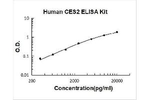 Carboxylesterase 2 (CES2) ELISA Kit