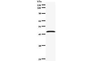 Western Blotting (WB) image for anti-CCR4-NOT Transcription Complex, Subunit 6 (CNOT6) antibody (ABIN932464) (CNOT6 抗体)